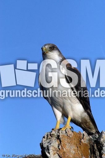 Rotrückenbussard (16 von 19).jpg